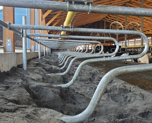 Galvanized dairy cow stalls with sand bedding