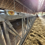 Galvanized cow stanchions by Mid Valley Mfg