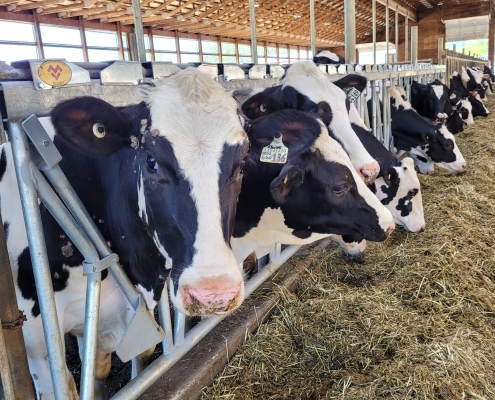 Cow Stanchions for Dairy Farms | Mid Valley Manufacturing