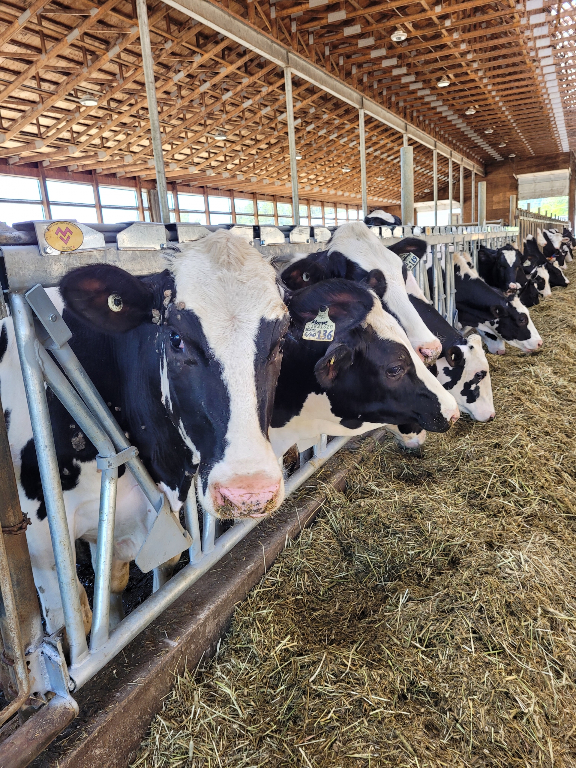 Cow stanchions with dairy cows feeding