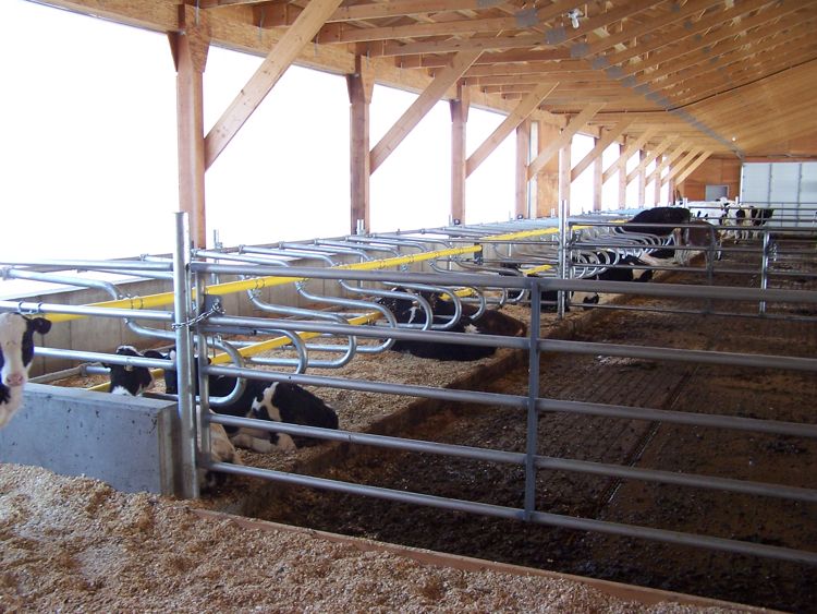 Dairy cows bedding down at Bewelcome Calf Barn in DeRoche, BC