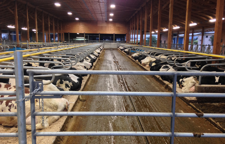 Dairy cows bedded down at PJV Farms in Chilliwack BC