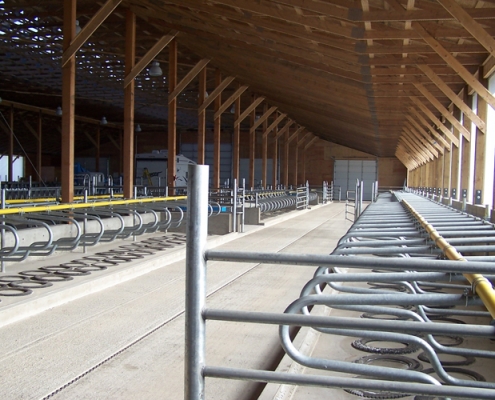Pickmick Farms Delta BC - interior view of dairy cow barn