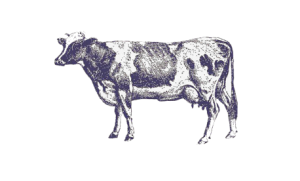 B&W drawing of a dairy cow