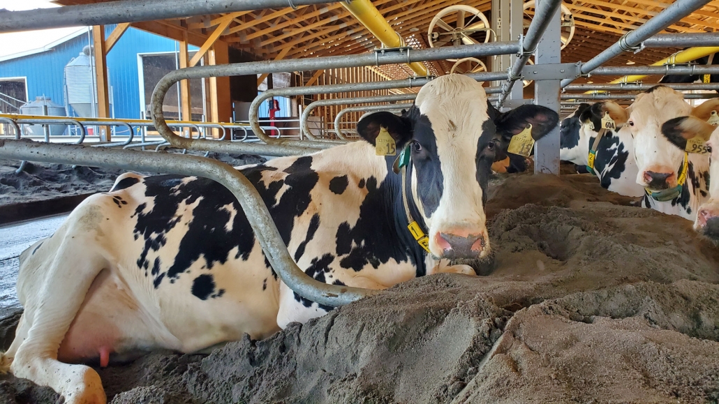 Cow in a dairy cow stall