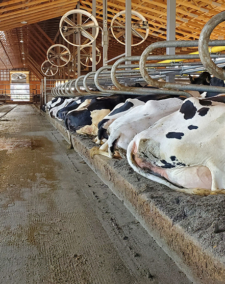 Dairy barn showing cows lying down in dairy cow stalls