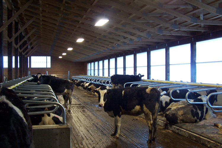 Dairy cows bedding down at Arendsale Heifer Barn in Abbotsford