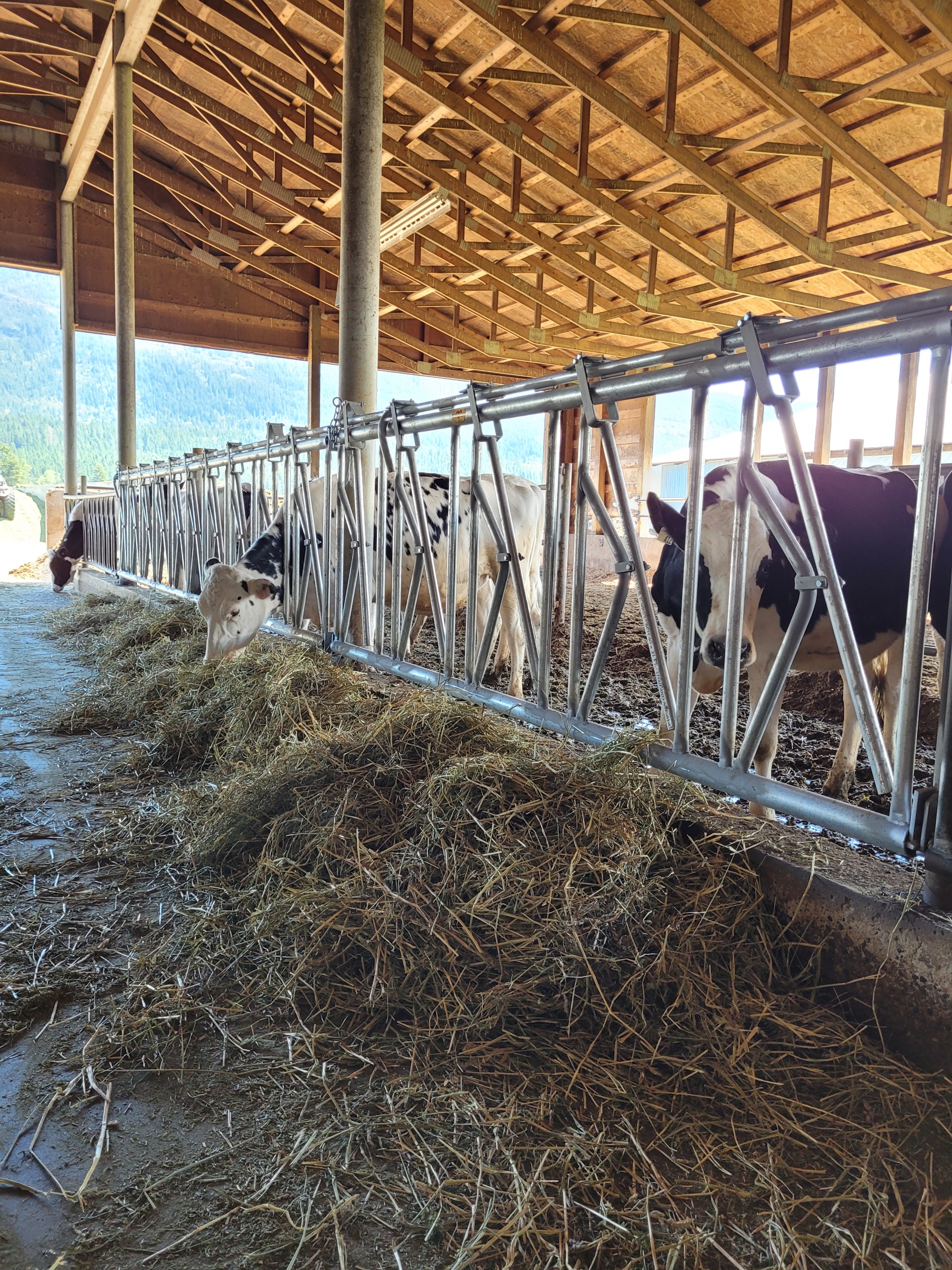 Dairy cattle eating hay through barn cattle feeders