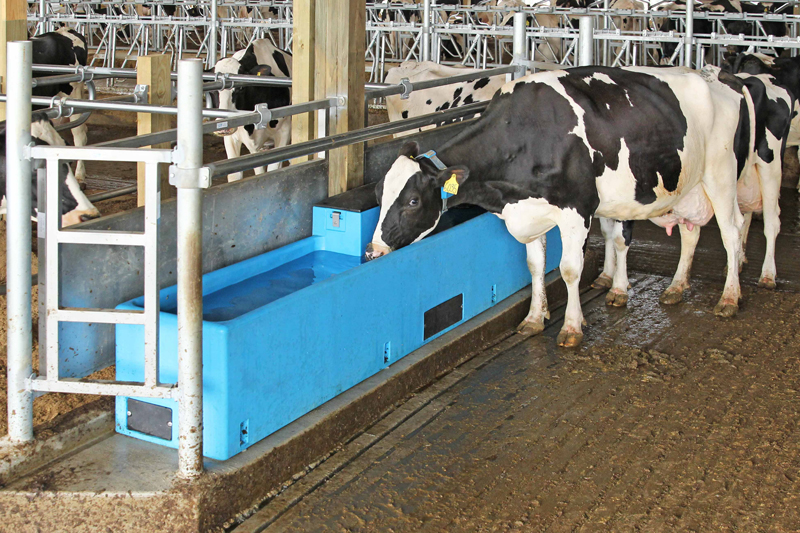 Dairy cattle drinking from a barn water trough
