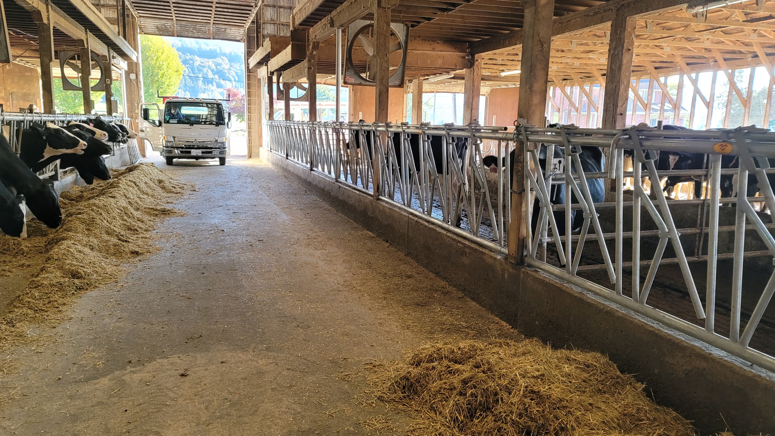 The view from inside a dairy cow barn looking along a long row of dairy cow stanchions.