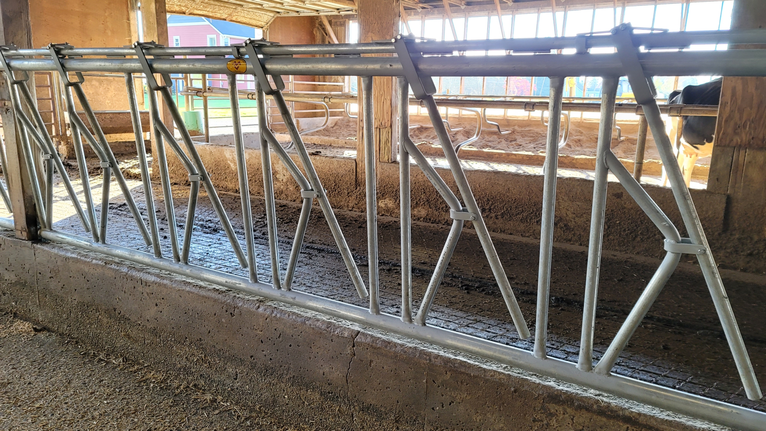 Dairy cow barn with metal cow stanchions.