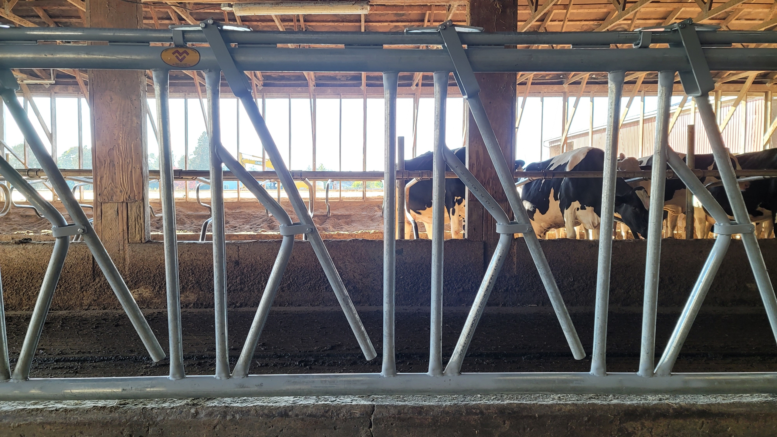 Looking at dairy cows through metal cow stanchions.
